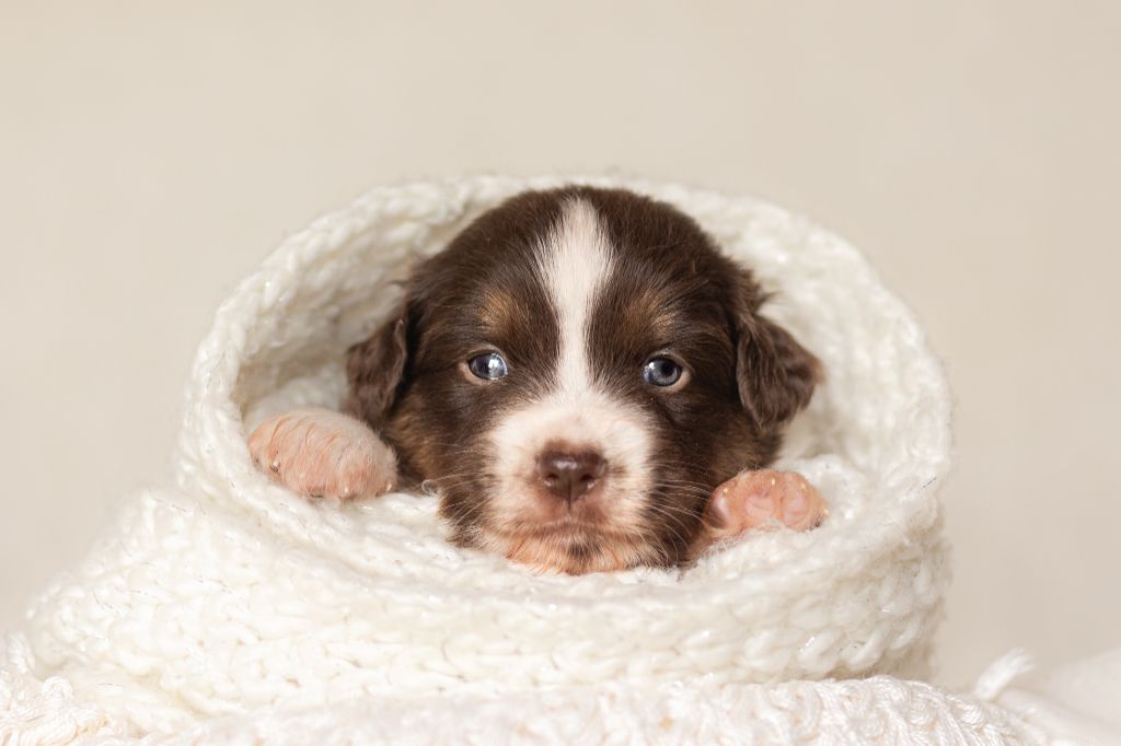 chiot Berger Américain Miniature  au hasard d'éole