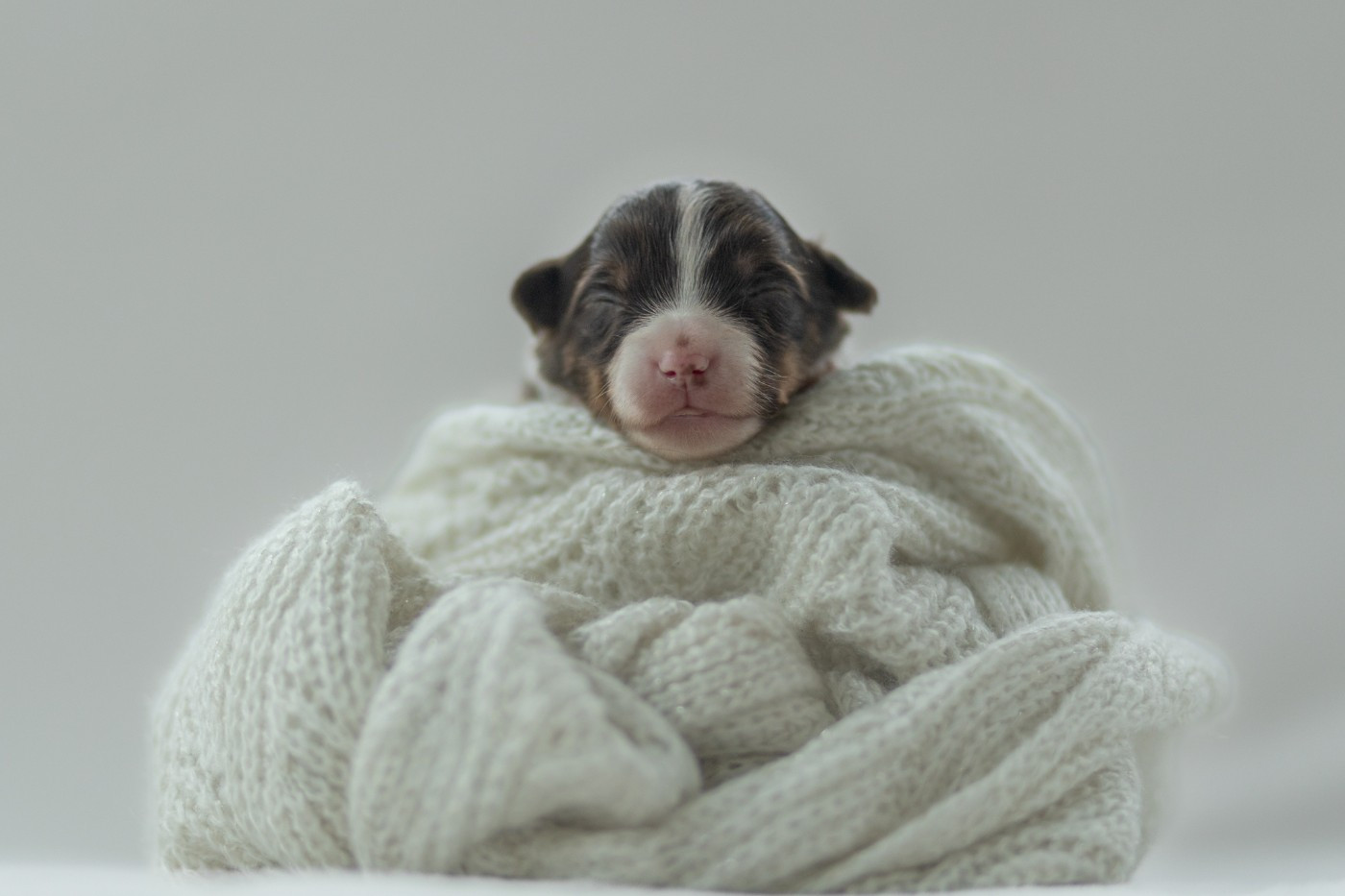 au hasard d'éole - Chiots disponibles - Berger Américain Miniature 