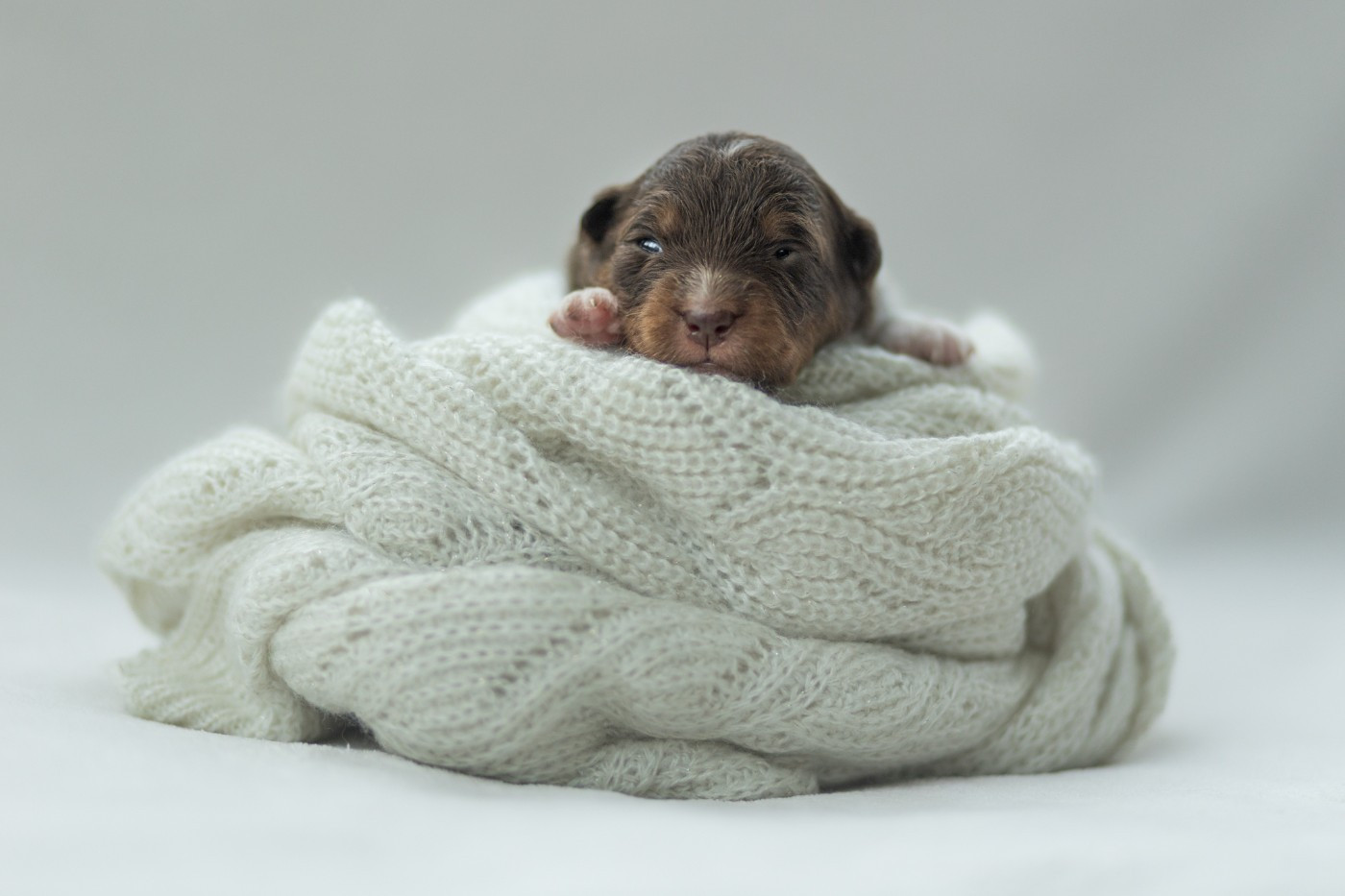 au hasard d'éole - Chiots disponibles - Berger Américain Miniature 