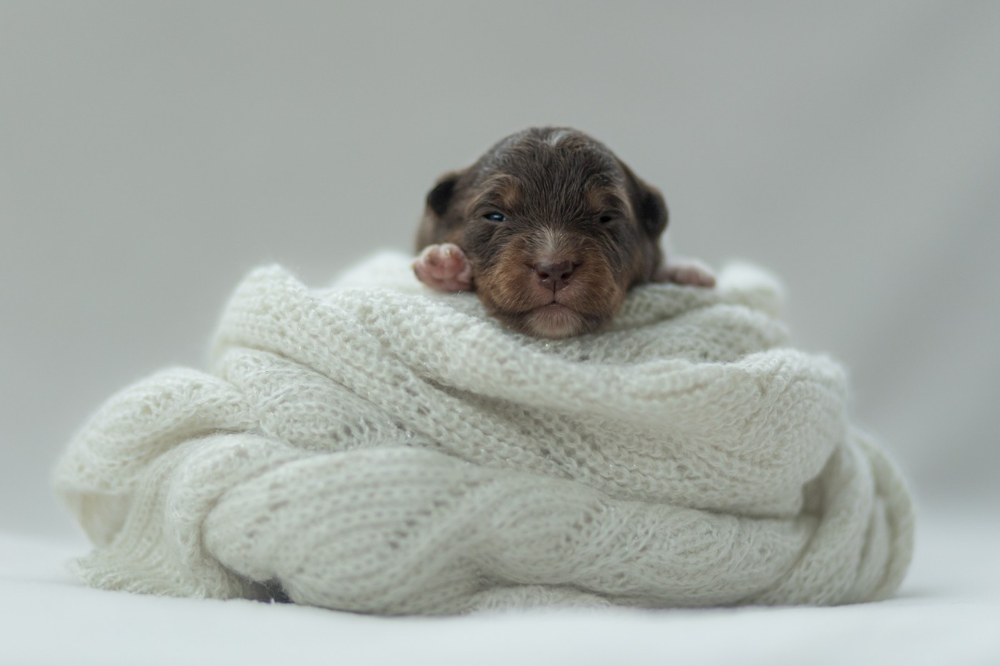 Chiot Berger Américain Miniature  au hasard d'éole