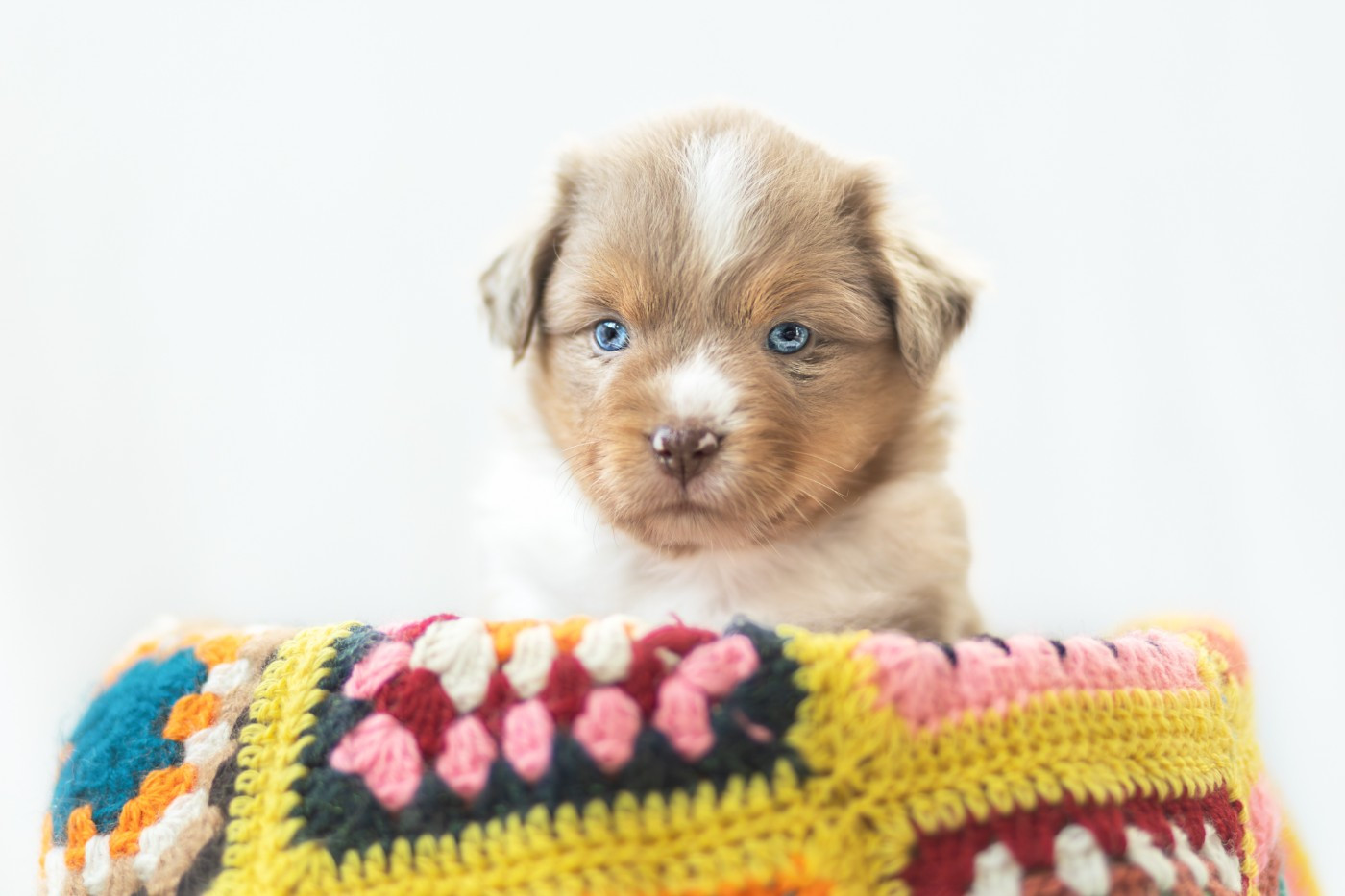 au hasard d'éole - Chiots disponibles - Berger Américain Miniature 