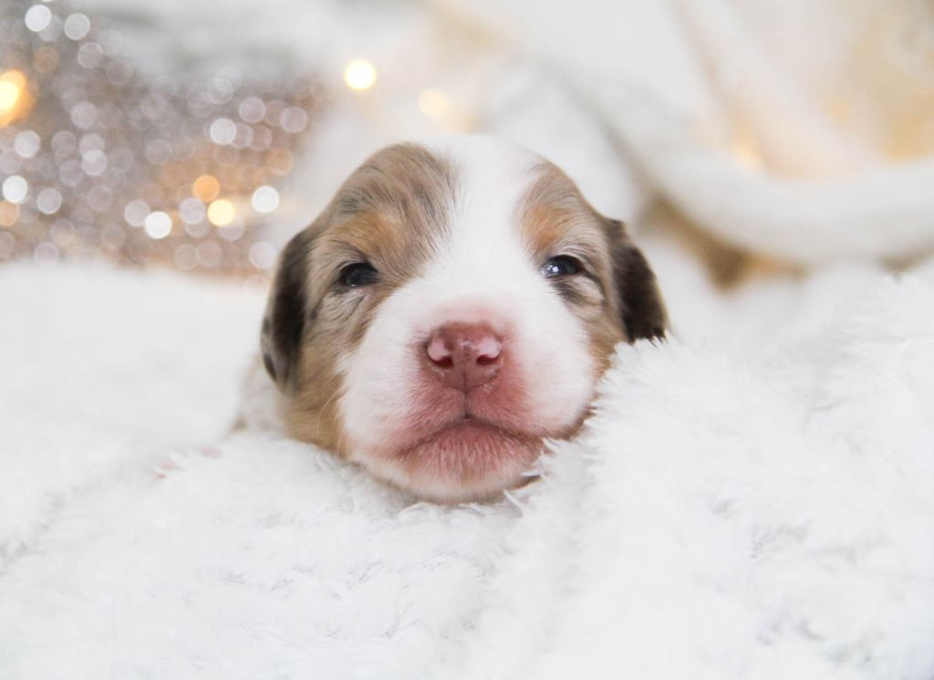 CHIOT